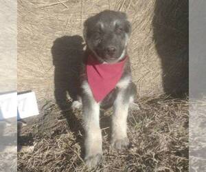 German Shepherd Dog-Siberian Husky Mix Puppy for sale in GARNETT, KS, USA