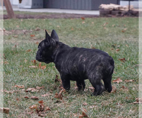 Medium Photo #7 French Bulldog Puppy For Sale in WARSAW, IN, USA