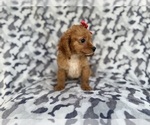 Small #4 Cavapoo (Miniature)