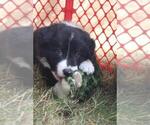 Puppy 2 Border Collie