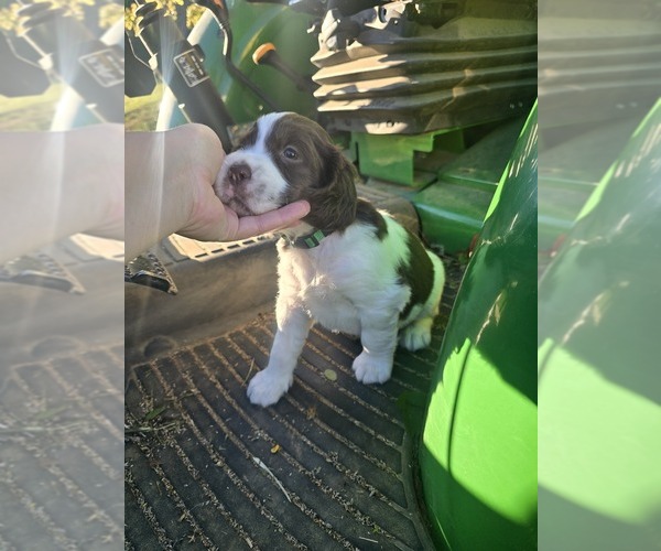 Medium Photo #5 English Springer Spaniel Puppy For Sale in JONESBOROUGH, TN, USA