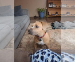 Small #1 American Pit Bull Terrier Mix