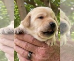 Small #2 Labrador Retriever