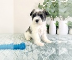 Small Photo #2 Schnauzer (Miniature) Puppy For Sale in GREENFIELD, IN, USA