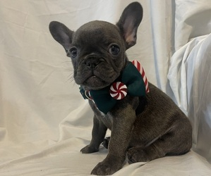 French Bulldog Puppy for sale in ATLANTA, GA, USA