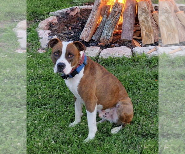 Medium Photo #12 American Pit Bull Terrier-Unknown Mix Puppy For Sale in Germantown, OH, USA