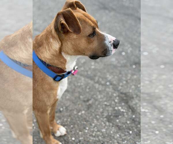 Medium Photo #4 Boxer-Unknown Mix Puppy For Sale in Turlock, CA, USA