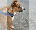 Small #3 Boxer Mix