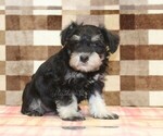 Small #3 Schnauzer (Miniature)