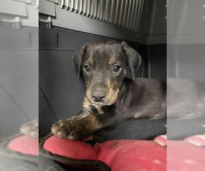 Mutt Dogs for adoption in Bakersfield, CA, USA
