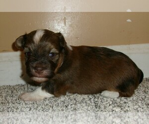 Havanese Puppy for sale in WEST CONCORD, MN, USA