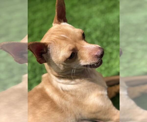 Medium Photo #2 Chihuahua-Unknown Mix Puppy For Sale in Imperial Beach, CA, USA