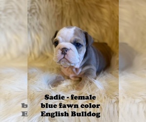 English Bulldog Puppy for sale in CLARKRANGE, TN, USA