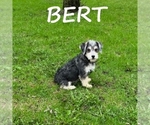 Small #1 Schnoodle (Miniature)
