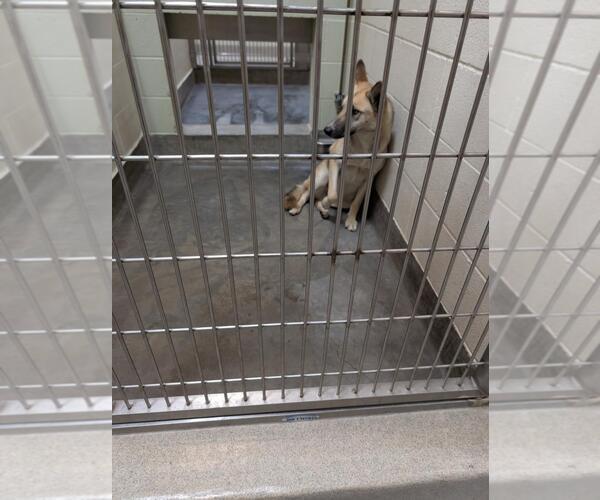 Medium Photo #1 German Shepherd Dog-Unknown Mix Puppy For Sale in Upland, CA, USA
