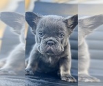 Small Photo #14 French Bulldog Puppy For Sale in STUDIO CITY, CA, USA