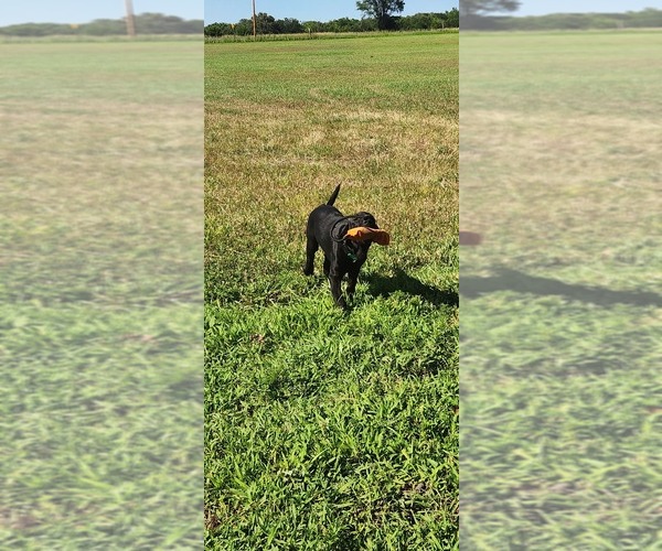 Medium Photo #13 Labrador Retriever Puppy For Sale in MERIDEN, KS, USA