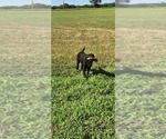 Small Photo #13 Labrador Retriever Puppy For Sale in MERIDEN, KS, USA
