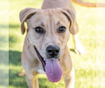 Rock Hudson - Male Labrador Retriever-Unknown Mix Dog for Adoption - Small photo