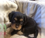 Puppy 1 Cavalier King Charles Spaniel