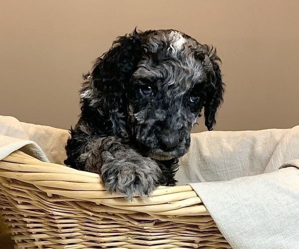 Medium Photo #1 Poodle (Standard) Puppy For Sale in STATHAM, GA, USA