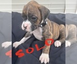 Small Photo #30 Boxer Puppy For Sale in LUCERNE VALLEY, CA, USA