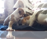 Small Photo #12 American Staffordshire Terrier-Olde English Bulldogge Mix Puppy For Sale in CHARLOTTE, NC, USA