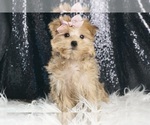 Puppy Prada F1B Morkie