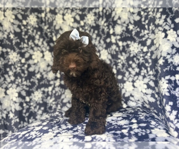 Medium Photo #4 Cock-A-Poo Puppy For Sale in LAKELAND, FL, USA
