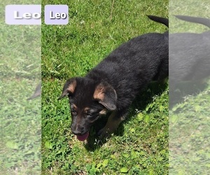 German Shepherd Dog Puppy for sale in EVANS, WA, USA