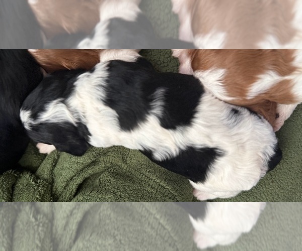 Medium Photo #7 Cavapoo (Miniature) Puppy For Sale in SAINT FRANCIS, MN, USA