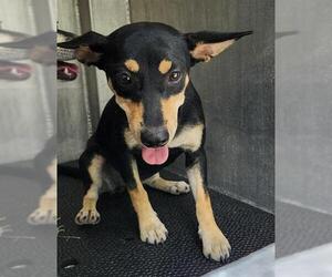 Chihuahua-Unknown Mix Dogs for adoption in San Antonio, TX, USA