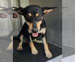 Small Chihuahua Mix