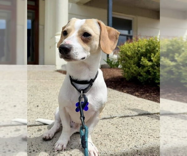 Medium Photo #10 Cheagle Puppy For Sale in Oak Bluffs, MA, USA