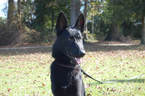 Small Photo #1 German Shepherd Dog Puppy For Sale in BEULAVILLE, NC, USA