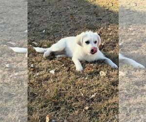 Cheagle Dogs for adoption in Turlock, CA, USA