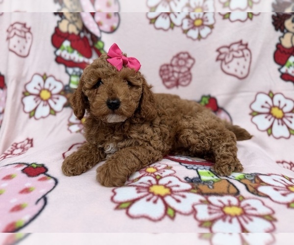 Medium Photo #2 Cock-A-Poo Puppy For Sale in LAKELAND, FL, USA