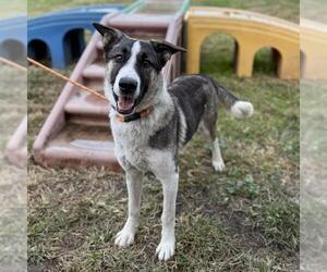 Siberian Husky-Unknown Mix Dogs for adoption in Modesto, CA, USA