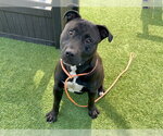 Small Labrador Retriever Mix