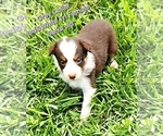 Puppy Grey Collar Border Collie