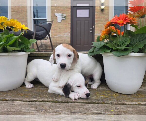 Medium Photo #4 Basset Hound-Unknown Mix Puppy For Sale in New London, WI, USA