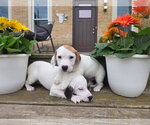 Small #3 Basset Hound Mix