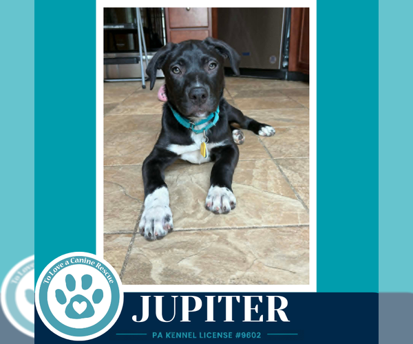 Medium Photo #3 Labrador Retriever-Unknown Mix Puppy For Sale in Kimberton, PA, USA