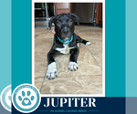 Small #2 Labrador Retriever Mix