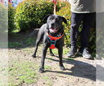Small #2 American Pit Bull Terrier Mix
