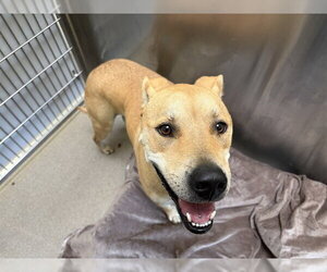 Labrador Retriever-Unknown Mix Dogs for adoption in Denver, CO, USA