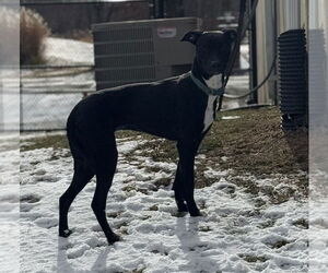 Marley - Female Labrador Retriever-Unknown Mix Dog for Adoption - Photo #7
