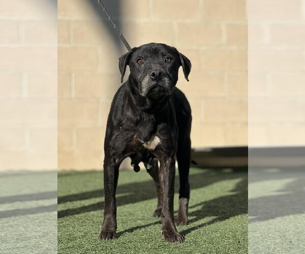 Medium Photo #1 Mutt Puppy For Sale in Rockwall, TX, USA