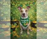 Small Photo #5 Mutt Puppy For Sale in Murfreesboro, NC, USA