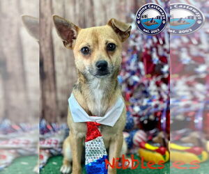 Chihuahua-Unknown Mix Dogs for adoption in Arcadia, FL, USA